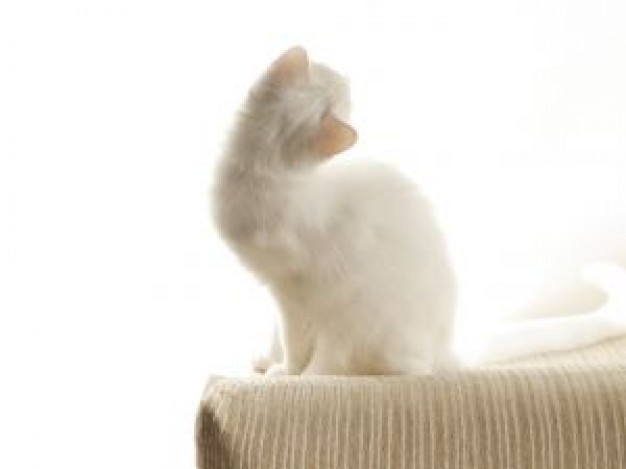 Cat white Recreation cat on a armchair about Pets Humor