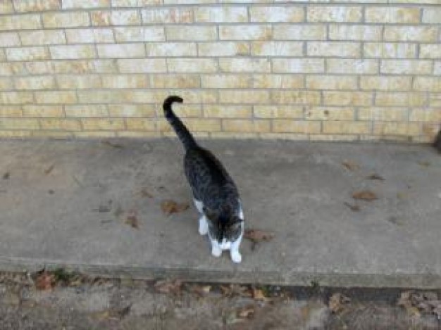 cat with white feet walking cross street