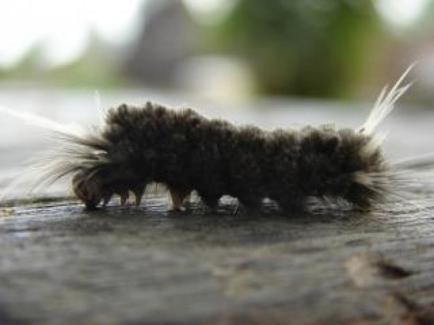 Caterpillar hairy caterpillar animal crawling over wood about Health Beauty