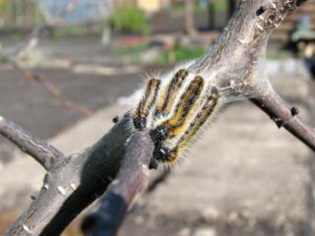 Caterpillar Insect fauna about Home Gardens