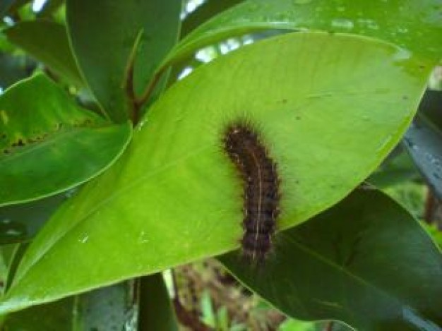 Caterpillar Ireland crawl about England Olive green leaf