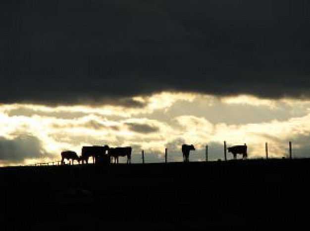 Cattle bovine Livestock skyline about under sunset background Agriculture and Forestry