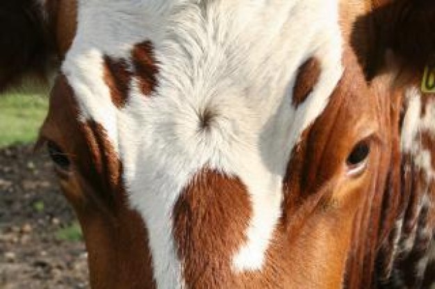 Cattle cows Livestock head about close-up Agriculture and Forestry