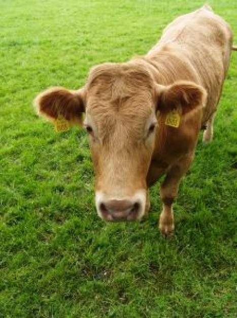 Cattle curious Beef cow in front view about grassland animal