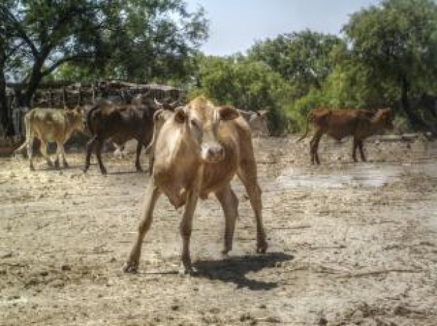 Cattle farm Calf about Business Agriculture and Forestry