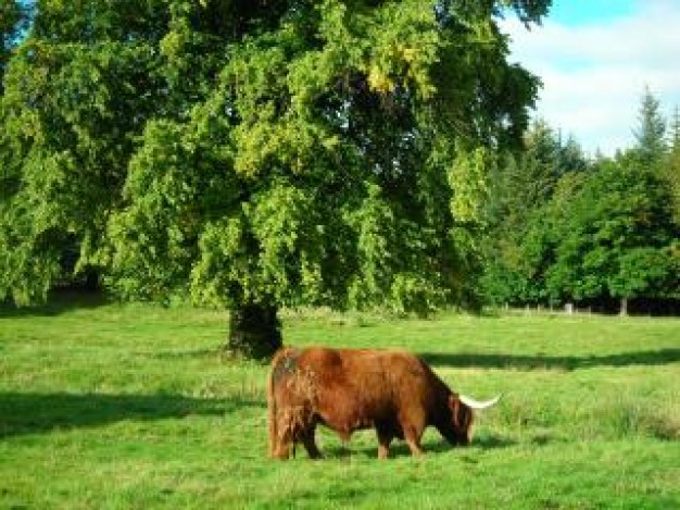 Cattle highlands cattle cow about Scottish Highlands tree grass