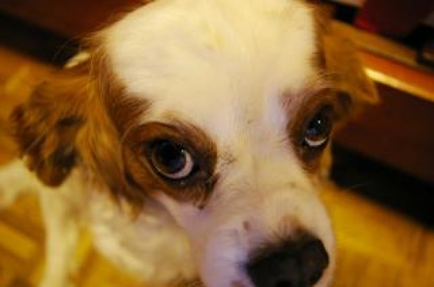 Cavalier King Charles Spaniel cavalier Dog king charles close-up about Pets Recreation
