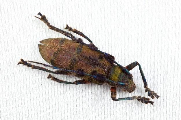 cerambycidae beetle crawling in top view