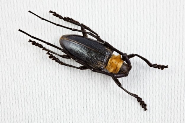 cerambycidae beetle crawling in top view