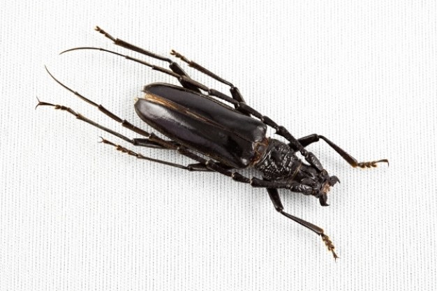 cerambycidae beetle Specimen top view in dark brown