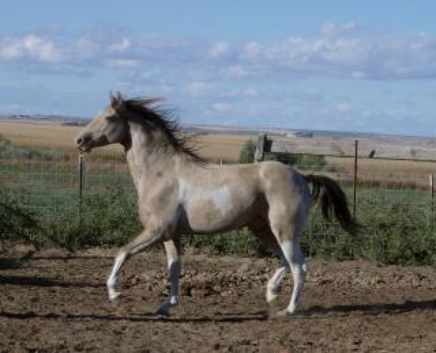 champane horse renagade running out having fun at field