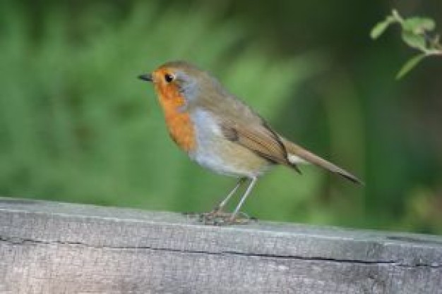 cheeky lil robin standing on board over green nature background
