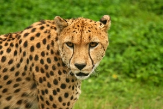 Cheetah Africa about Landrover Tanzania Big cat South Africa Biology