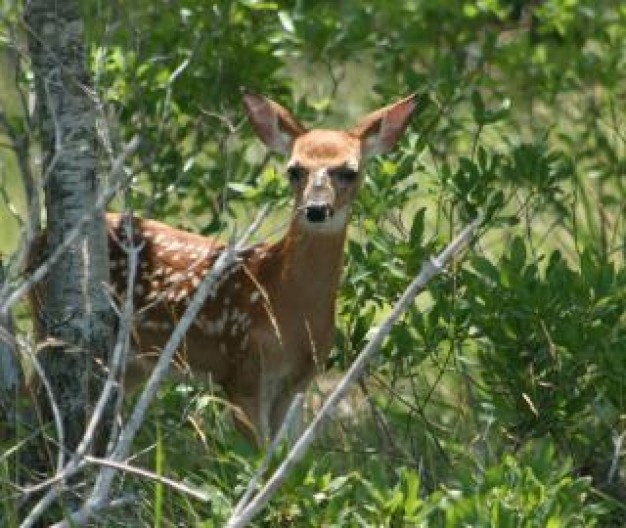 Cherokee deer Brad Howard mammal about White-tailed Deer in forest