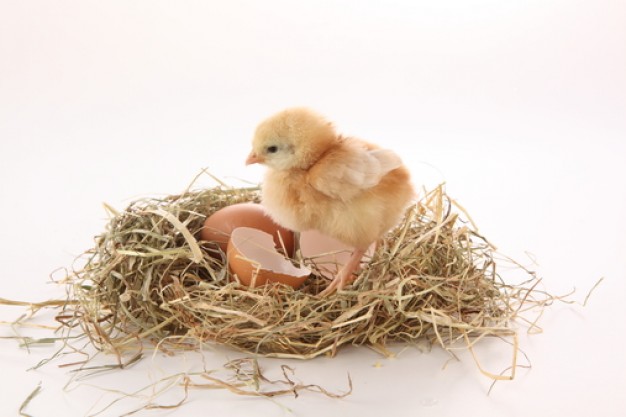 chick breaking out animal eggs nests hen