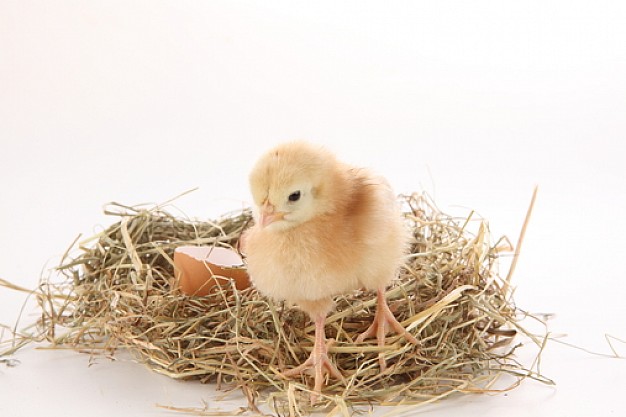chick breaking out easter decorated eggs with hay white background