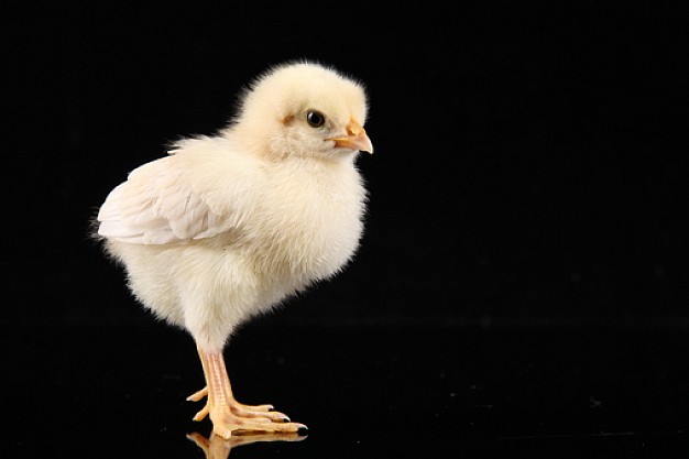 chicken bird or yellow chicken chickens over dark background