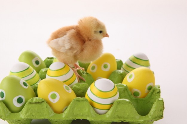 chicken of animals newborn standing on colorful eggs