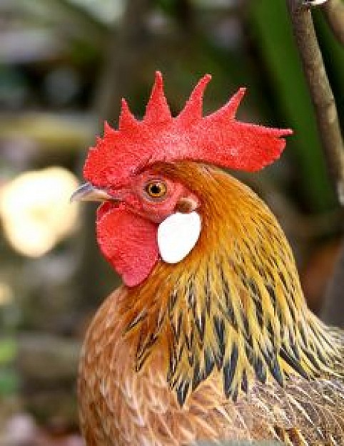 Chicken rooster about Bird animal side view
