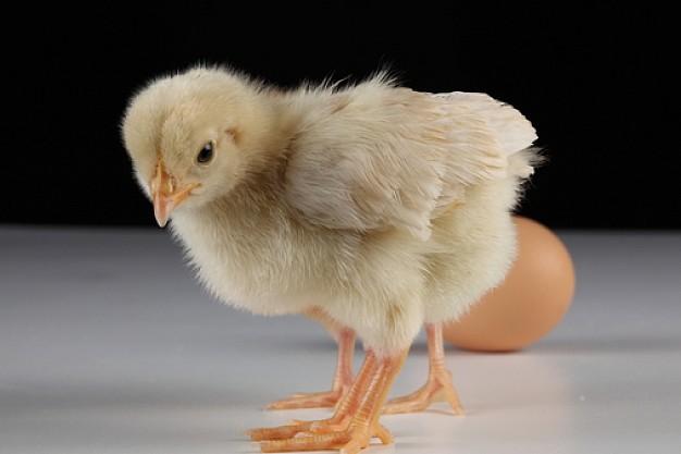 chicken with yellow feathers beside egg