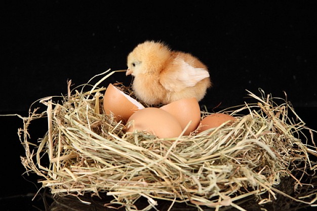 chickens animal breaking out egg in nest