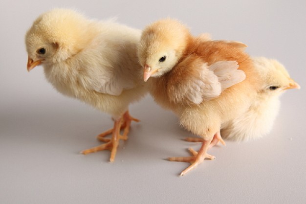 chickens with pets nature feather