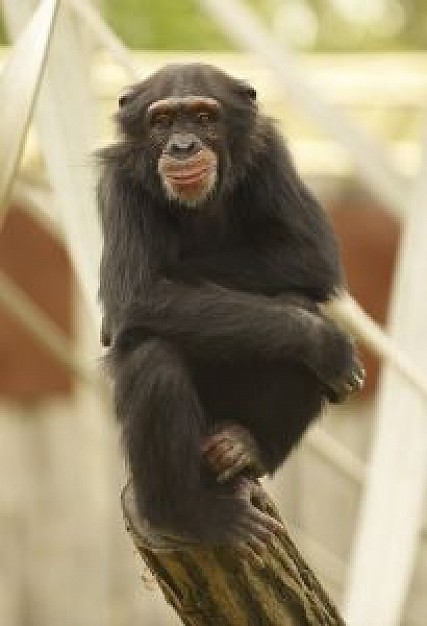 chimpanze sitting elegant at top of wood