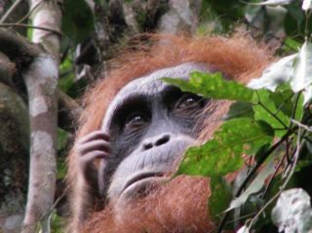 Chimpanzee endangered Primate the hand of hope about  Fish and Wildlife Service