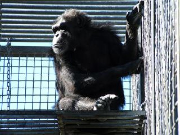 Chimpanzee Monkey mile stare about indoor life