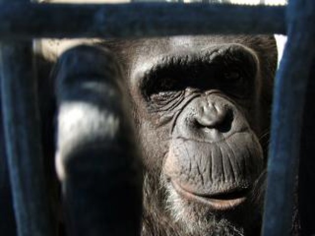 Chimpanzee retired monkey close-up chimp under sunlight