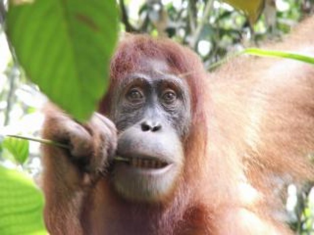 Chirality image furry monkey eating branch about animal close-up