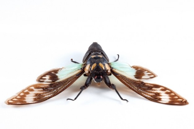 chocolate cicadidae sp cicada in front view