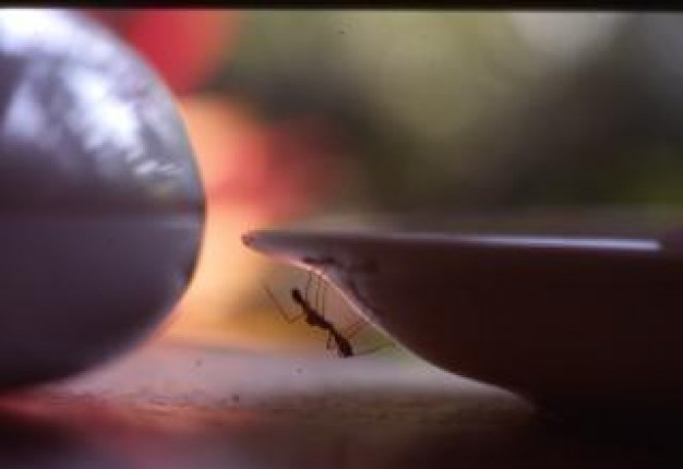 Chocolate Confectionery bowl about Food Cook Home