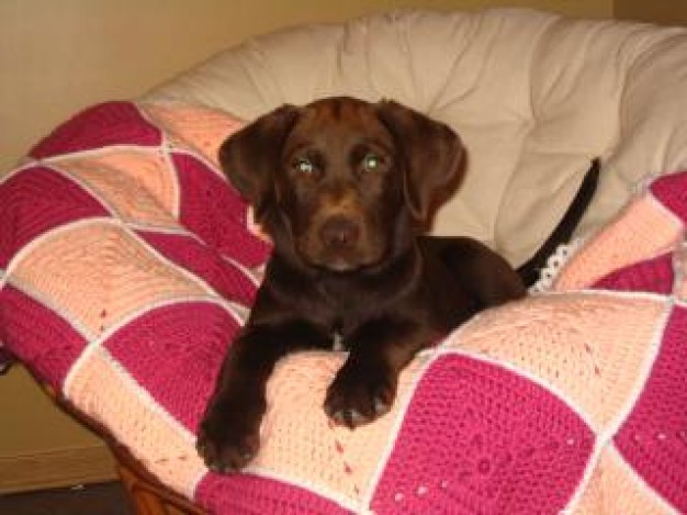chocolate lab dog lying on sofa