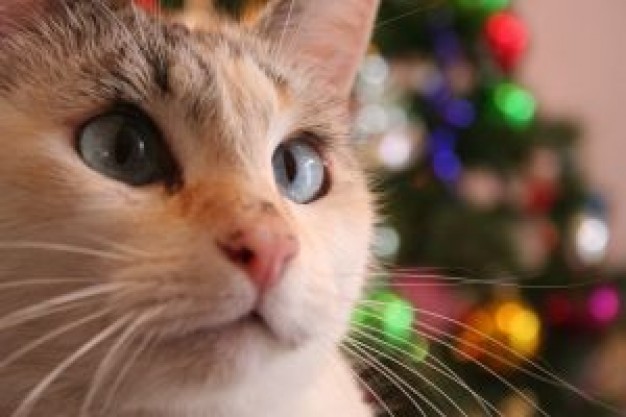 christmas cat close-up facial with beautiful eyes