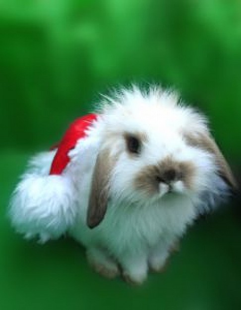 Christmas rabbit bunny with red hat