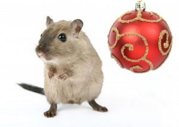 christmas rodent and Christmas ball