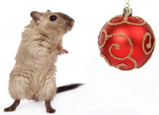 christmas rodent standing beside christmas ball