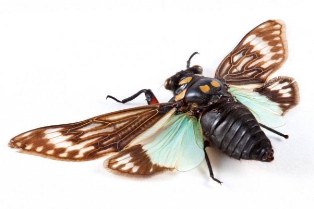 cicadidae sp cicada in top view