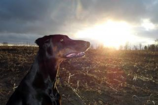 claudia watching out with sunrise background