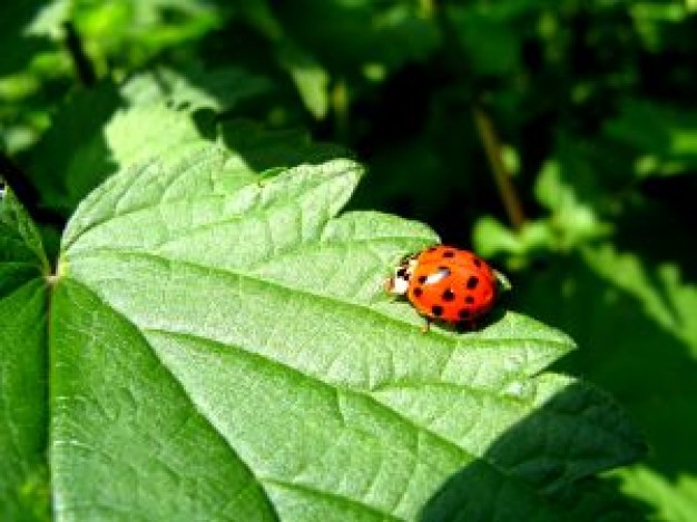 Coccinellidae ladybug Insect on a big leaf 2 about Coccinella septempunctata Biology