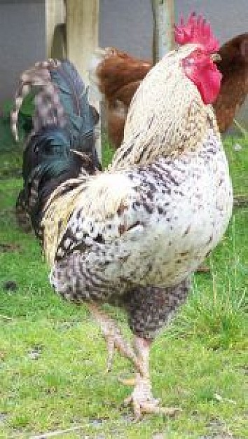 cock standing in one leg in grassland