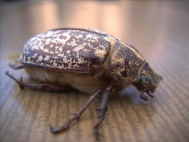 Cockchafer beedle Gardening crawling on floor