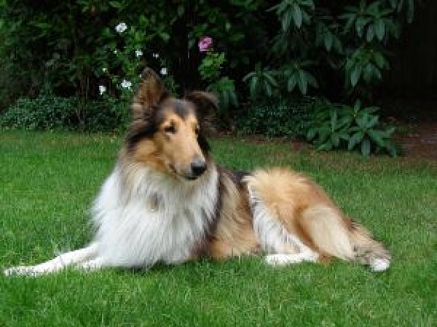 collie dog resting at grass and tree at back