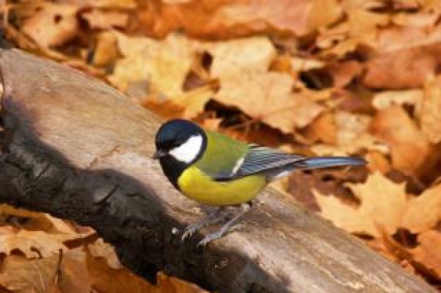 colorful bird standing on stick and autumn leaves at back