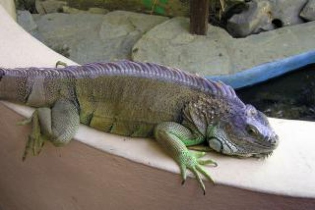 colorful lizard animal crawling on stage