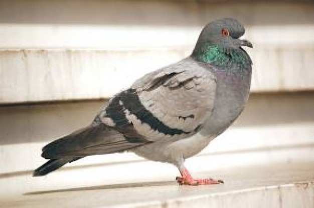 Columbidae as Bird gentle about Biology life