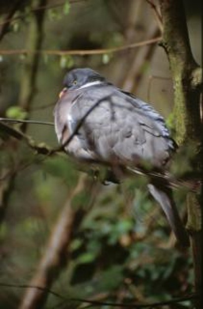 Columbidae pigeon Bird bird about Passenger Pigeon