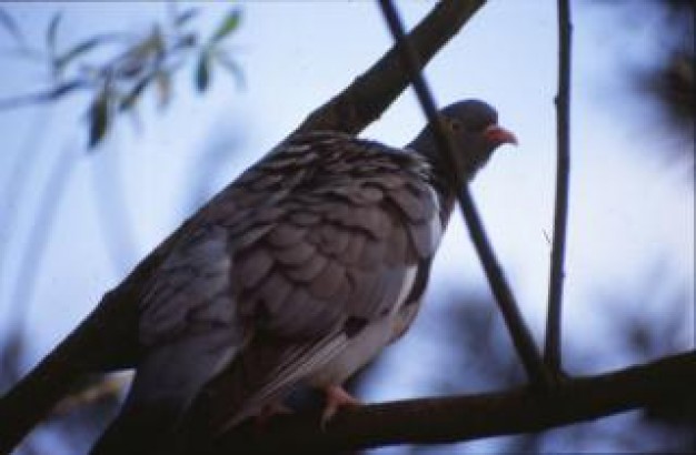 Columbidae pigeon Bird resting on tree about forest life