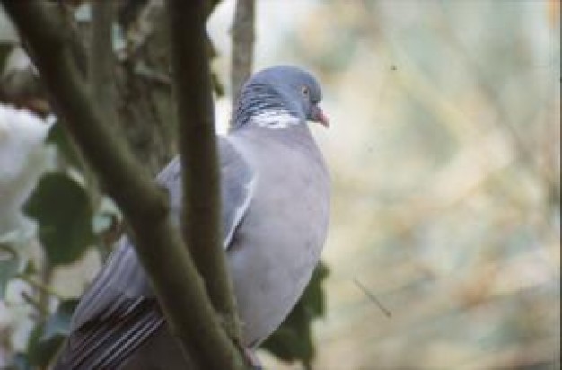 Columbidae pigeon Bird sideways about Pets Pigeons tree